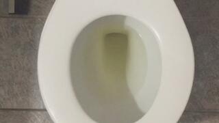 GOLD PEE IN TOILET PROFIT PERCENT SITTING