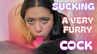 SUCKING A VER FURRY COCK