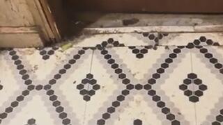 Master of Fetishes Pantyhose Foot Job MP4