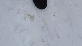 Tempest walks in the snow