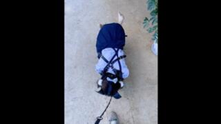 GG49 - Like a leashed puppy pacing back and forth in a luxurious courtyard.