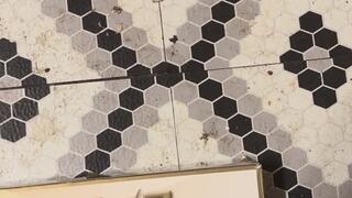 Master Human Ashtray MP4