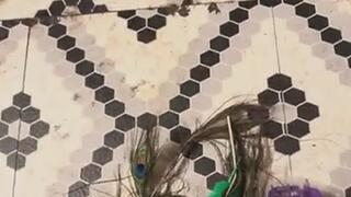 Master Bondage Device MP4