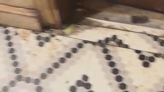 Master BDSM instruction MP4