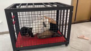 hh5-Put the girl in a cage and train her