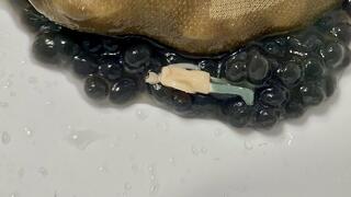 Giantess Black Caviar Crush - Tiny Trampled in Slippery Nylon Feet MP4