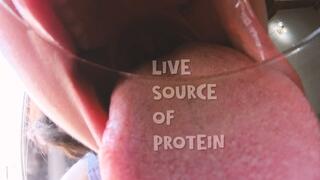 Live Source of Protein -- Ms Bagheera