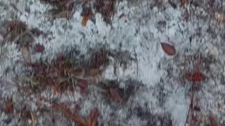 Barefoot in the Woods - Teasing Toes & Bare Soles