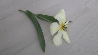 She crushed a tulip in black suede shoes a