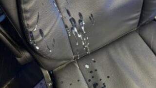 Male Bull Cant Hold His Cum Any Longer