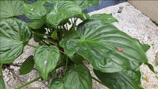 109KG GIANT BBW FARTING IN POV DOMINATION OVER TINY SLAVES - BY ROSALIA PEACH - FULL VERSION IN FULL HD - NEW APRIL 2026