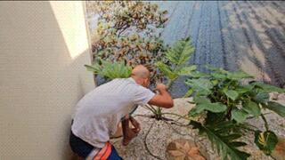 109KG BBW FACE SITTING ON THE NAUGHTY GARDENER DOMINATION - BY ROSALIA PEACH AND VICTOR RAMOS - FULL VERSION IN FULL HD - NEW APRIL 2026