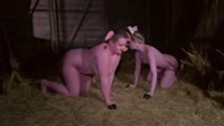 lovely pigs in the barn - wmv 720p