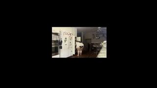 SSBBW Putting away the Groceries