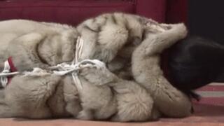 Tight hogtie in lavish fur and pantyhose