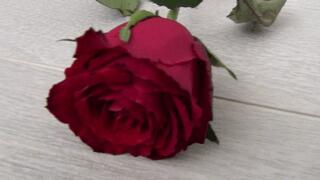 Trampled a red rose with my barefoot d