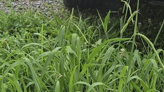 Watch me pretend to get my car stuck!! I try to push my car out, rev my engine, ans spin the wheels!!! The last 2 minutes show my feet working the pedals revving my car too!! There's some cranking included as well. I wear my black open toe heels