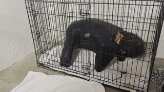 Diapered and Caged
