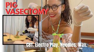 Pig vasectomy. CBT