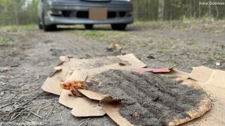 Crushing two pizzas and some bread under My car's wheels