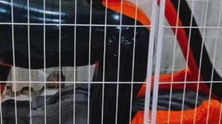 Latex Creature Confined Behind Bars