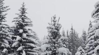 Canada - BNWO ASMR