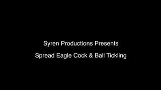 Spread Eagle Cock & Ball Tickling (MOV HD)