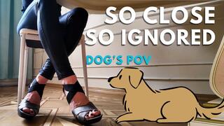 POV DOG UNDER DESK - So close, so ignored