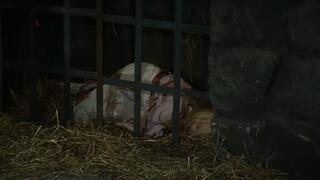 Blonde wench is stripped naked and pulled up to the ceiling for interrogation