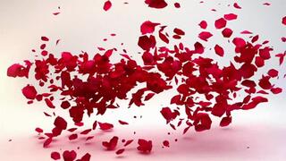 A lesson for slave wolf