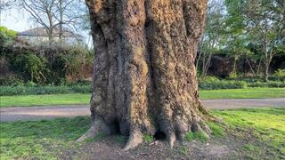 Liz Rainbow smoking a Flor de Oliva Cigar outdoors