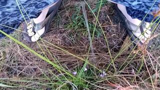 Desperate Pees in the Woods Daytime Edition HD