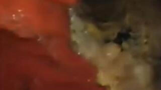 Stomach internal vore exploration pillcam while eating Japanese Futomaki and Sashimi - Second Part FullScreen Long Version 1080HD