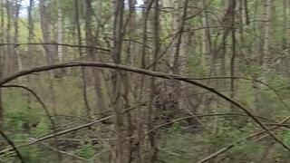 i pss in the french forest