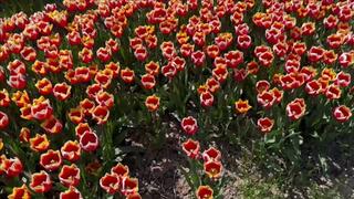 Well worn Nike Air Max 90 destroy flowers, walk, crush and stomp in tulip field
