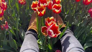 Timberland Boots destroy flowers stomp, crush, walk in tulip field