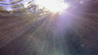 Carissa scuba diving in the public spring on a busy Saturday