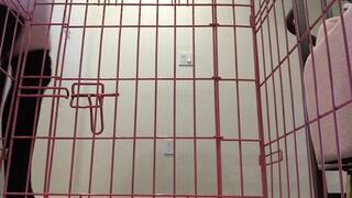 Verbal Humiliation - Cuck loser in a Cage and Special Meal