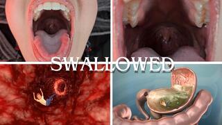 Swallowed Whole and Digested - Giantess Countess Wednesday Vores You - Swallowing, Inside Stomach Special Effects, Mouth Closeups, Descriptive Vore, and Digestion - MP4 720p