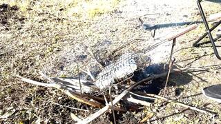 TORY BAKE VEGETABLES NAKEDWEARING A SWIMSUIT 1080