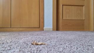 Foot Bitch Cum Stomp