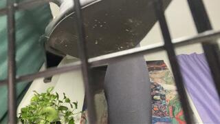 Pt 5 Cage the undesirables POV