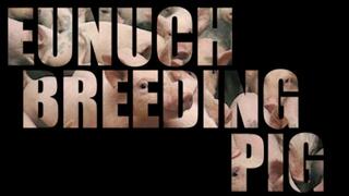 Eunuch breeding PIG (Part 5)