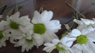 Stomp on flowerS with Shoes IV