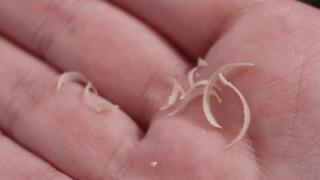 M - Cutting Real Natural Nails
