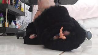 Giantess unaware there is a tiny shrunken man in her furry slippers