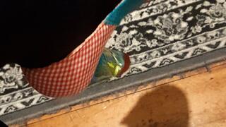 Shoe tease - The irregular choice special