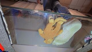 Toy crush underglass