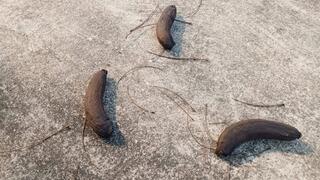 Shescamore crushing Bananas like if they were your cock