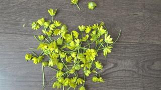 TOE TAPPING AND CRUSH FLOWERS 02 TT